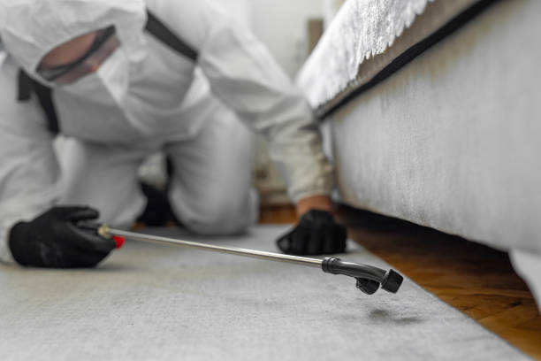 Professional Bed Bug Control technician working in Bolivar, MO